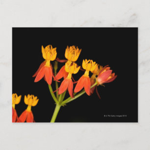 Tropische Milkweed (Asclepias curassavica) - Briefkaart