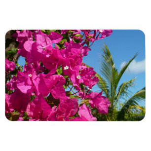 Tropische Natuur van Bougainvillea en Palm Magneet
