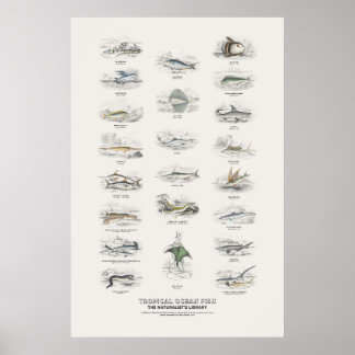 Tropische Oceaanvissen - Naturalist's Library Poster