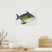 tropische ofah vis, zeewaterdier poster (Keuken)
