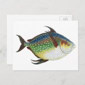 Tropische opaat, zeewaterdier briefkaart (Voorkant / Achterkant)