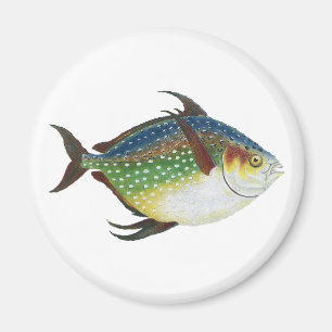 Tropische opaat,  zeewaterdier magneet