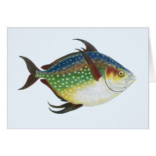 Tropische Opah-vis, Vintage Mariene Aquatische Die