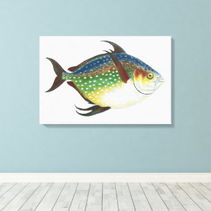 Tropische Opah-vis, Vintage Mariene Aquatische Die Canvas Afdruk