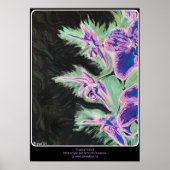 'Tropische Orchidee' Schilderij op een Poster (Voorkant)