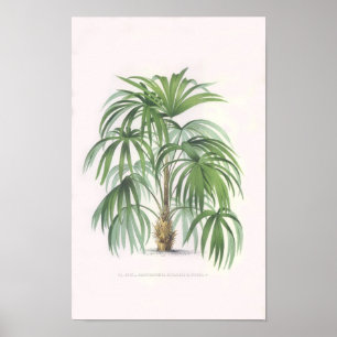 tropische palmen, palmboom poster