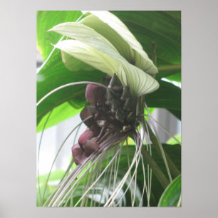 Tropische Planten Poster Prints