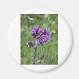 Tropische purple magneet