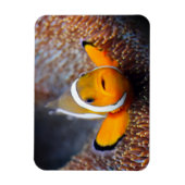 Tropische rifvis - Clownvis Magneet (Verticaal)