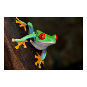 Tropische rode ogen kikker - Agalychnis Callidryas Perfect Poster
