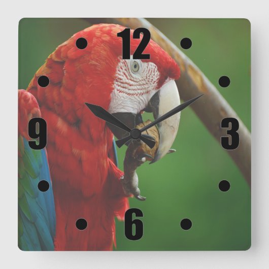 Tropische rode papegaai vierkante klok (Voorkant)