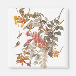 Tropische roofvogels van Audubon Magneet