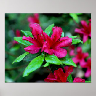 Tropische roze bloemen poster