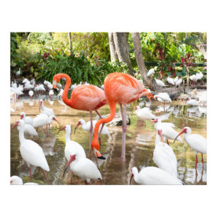 Tropische Roze Flamingo Natuur Afbeeldingen Foto Afdruk