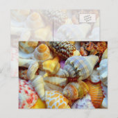 Tropische seashells Fotografie-Briefkaarten Briefkaart (Voorkant / Achterkant)