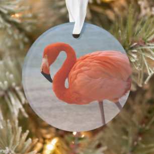 Tropische stranden Caraïbisch Flamingo, Aruba Ornament