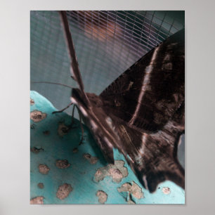 Tropische Swallowtail-Mot Poster