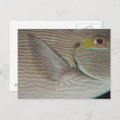 tropische vis briefkaart (Voorkant / Achterkant)