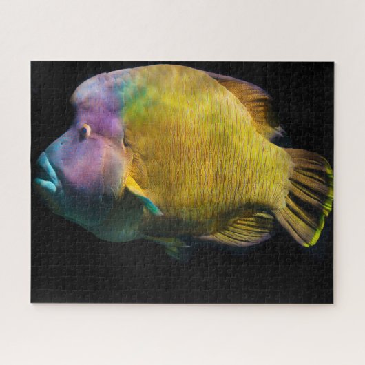 Tropische vis legpuzzel (Horizontaal)