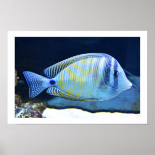Tropische vis poster