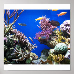 Tropische vis poster