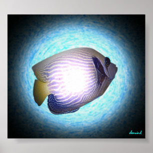 Tropische vis poster