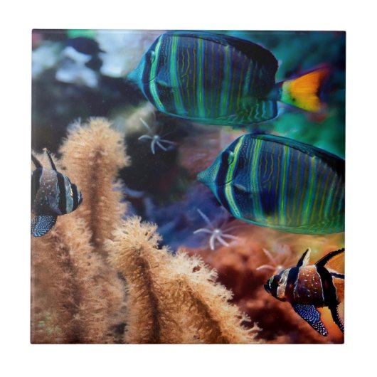 Tropische vis tegeltje (Voorkant)