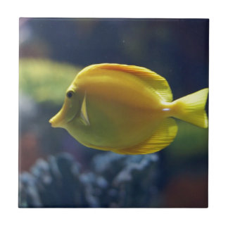 tropische vis tegeltje