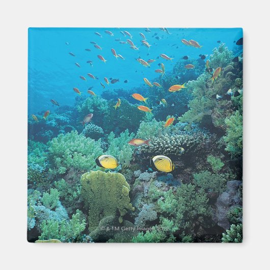 Tropische vis zwemt over rif magneet (Voorkant)