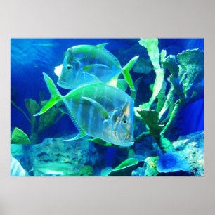 Tropische vissen in prachtige blauwdrukken en groe poster