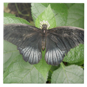 tropische vlinder en bloemen tegel tegeltje