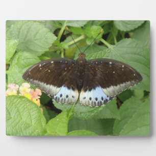  tropische vlindervlakte fotoplaat