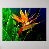 Tropische vogel poster (Voorkant)