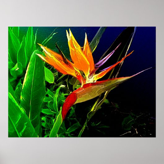 Tropische vogel poster (Voorkant)