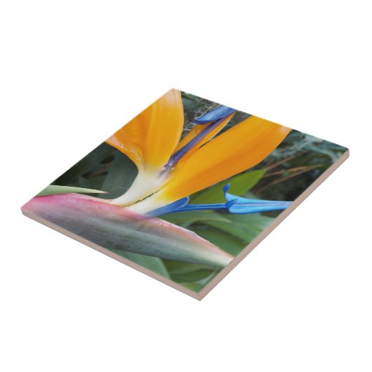 Tropische vogel van Paradise Bloom Floral Tegeltje (Zijkant)