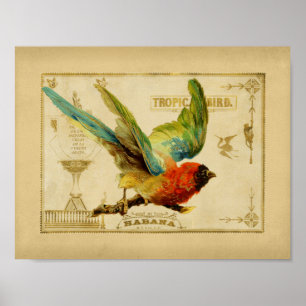 Tropische  vogeldoos poster