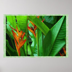 Tropische vogels 36 x 24 Poster