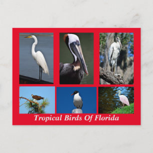 Tropische vogels uit Florida Briefkaart