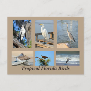 Tropische vogels uit Florida Briefkaart