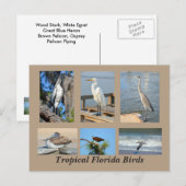 Tropische vogels uit Florida Briefkaart (Voorkant / Achterkant)