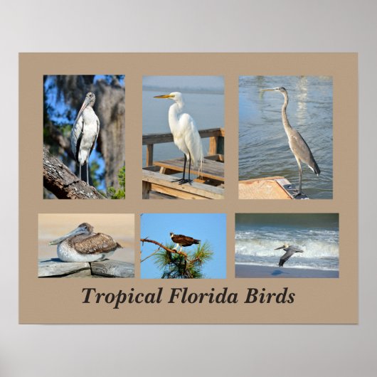 Tropische vogels uit Florida Poster (Voorkant)
