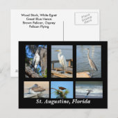 Tropische vogels van St. Augustine, Florida Briefkaart (Voorkant / Achterkant)