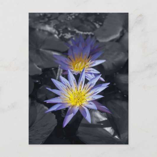 Tropische Waterlelie Bloem Botanisch Ontwerp Briefkaart (Voorkant)