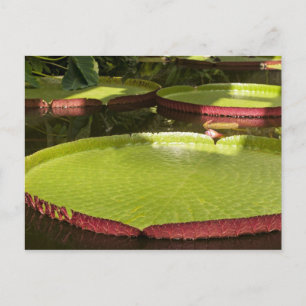 Tropische Waterlelie Bloem Botanisch Ontwerp Briefkaart