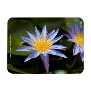 Tropische Waterlelie Bloem Botanisch Ontwerp Magneet