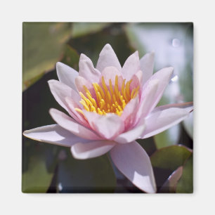 Tropische Waterlelie Bloem Botanisch Ontwerp Magneet