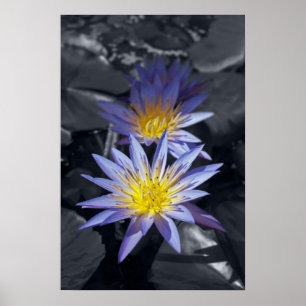 Tropische Waterlelie Bloem Botanisch Ontwerp Poster