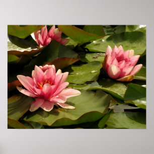 Tropische Waterlelie Bloem Botanisch Ontwerp Poster