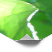 Tropische waterlijmboom poster (Hoek)