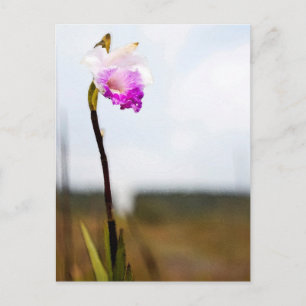 Tropische Wilde Orchid Print Hawaii Briefkaart